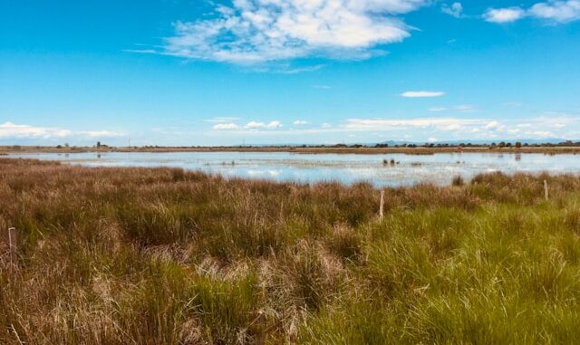 la Camargue