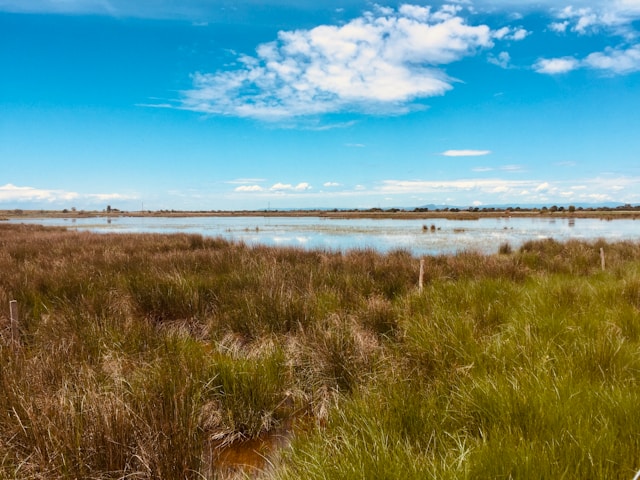 la Camargue