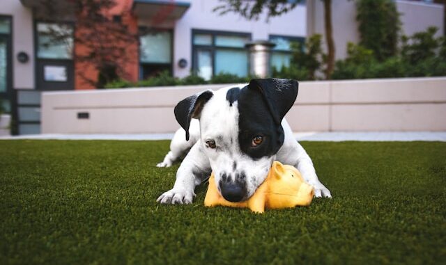 Jouets pour animaux