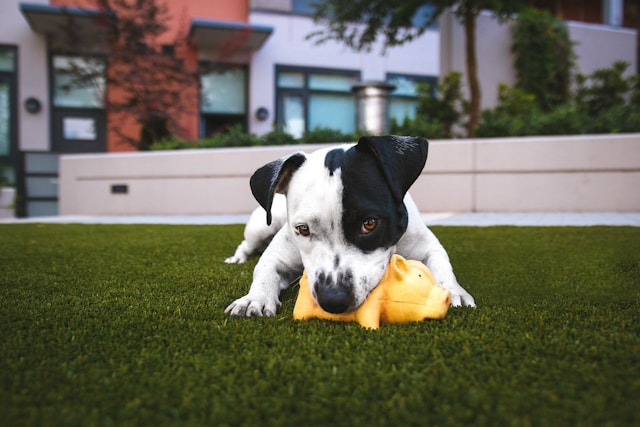 Jouets pour animaux