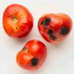 maladie tomate