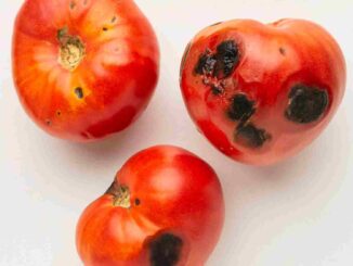 maladie tomate