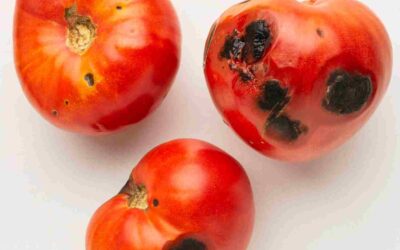 maladie tomate