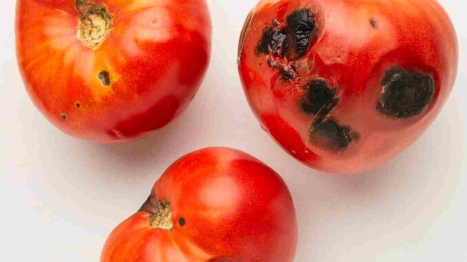 maladie tomate maladie tomate