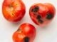 maladie tomate