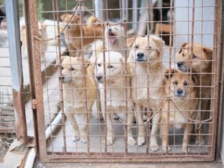 protectrice des animaux