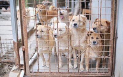 protectrice des animaux