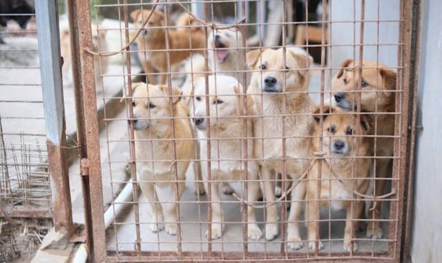 protectrice des animaux protectrice des animaux